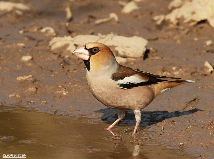 Hawfinch  Coccothraustes coccothraustes   Wadi Meitzar ,Golan heights , 02-01-13 Lior Kislev